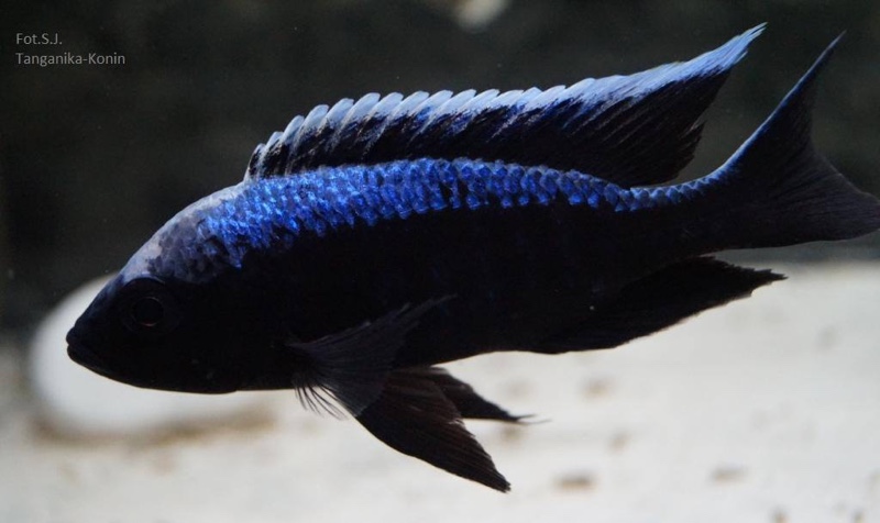 Copadichromis trewavasae 'Chizumulu Island'